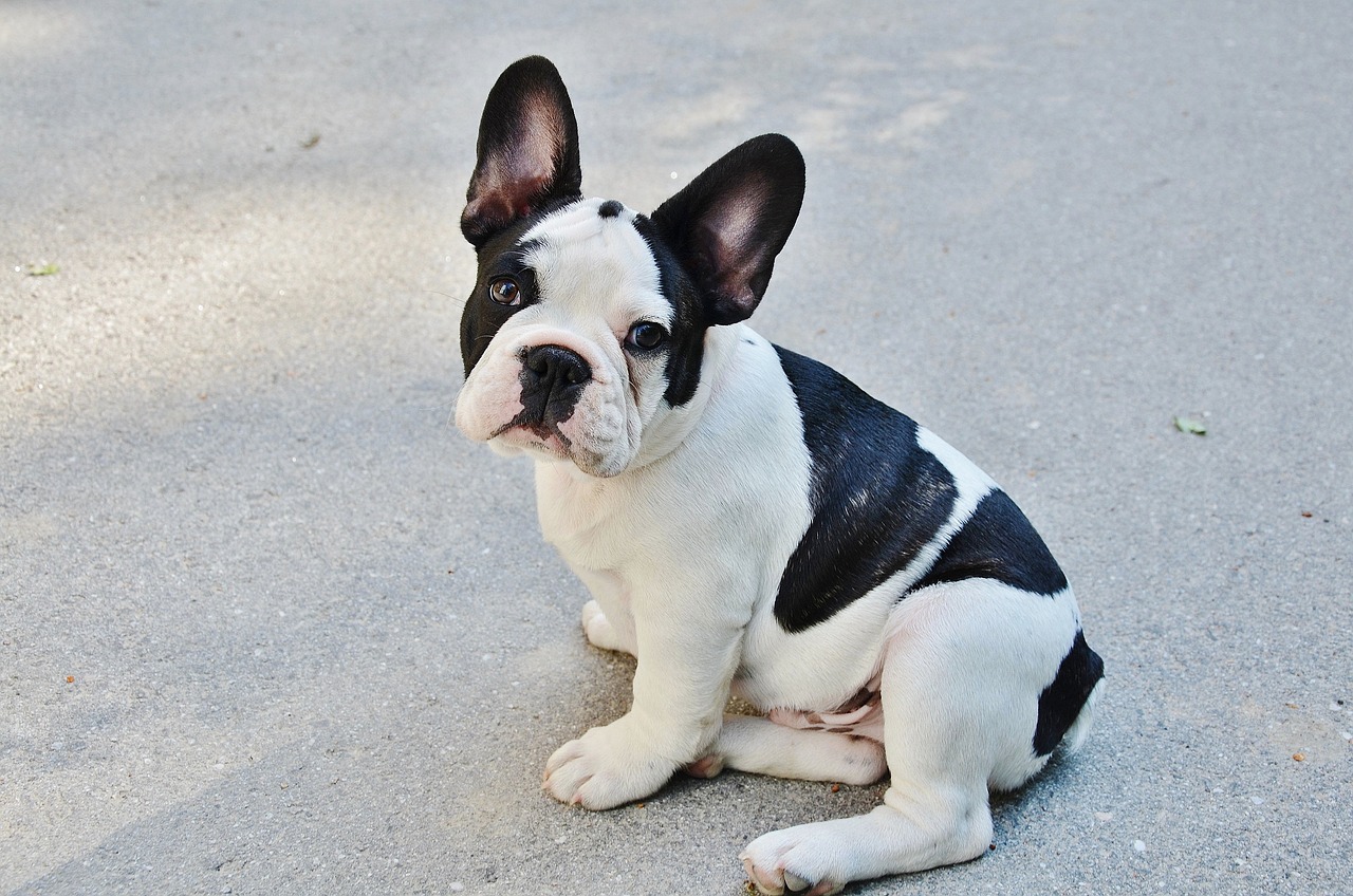 Francia bulldog