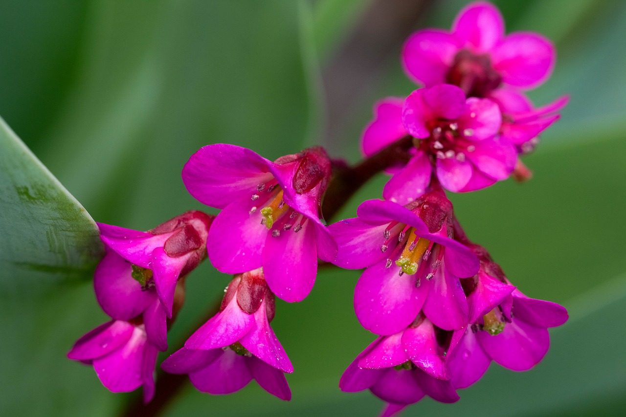 Bergenia