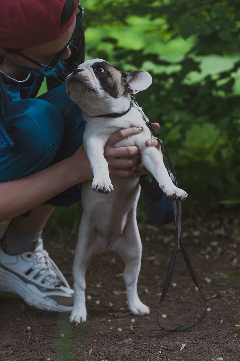 Gazdis Francia Bulldog